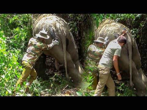 Tears of the Elephant The Cruel Reality Behind the Beauty #animals #elephant #wildlife #wildtv