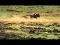 Comprensión de la Cadena Alimenticia en el Serengeti