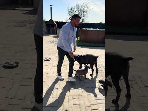 Cuál es la diferencia de un hijo a tu propio hijo?