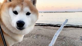 いい感じの枝を見つけたので、道行く柴犬にプレゼンしてみると・・・