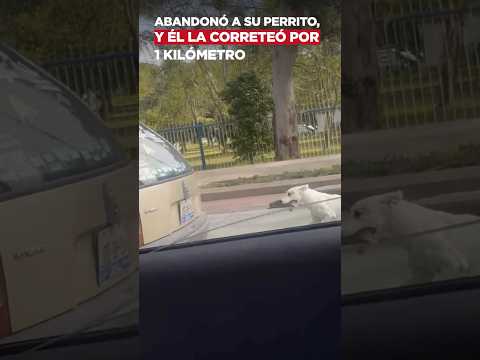 Abandonó a su perrito, y él la correteó por 1 kilómetro
