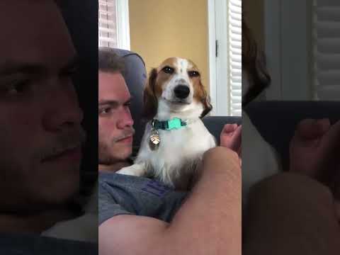 The dog stole my man.#dog#funny#funnyanimals#funnypets#animals #pet #longervideos