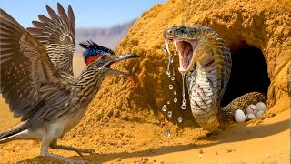 CORRECAMINOS! El Depredador del Desierto que Desafía la Muerte y Caza SERPIENTES Venenosas Mortales
