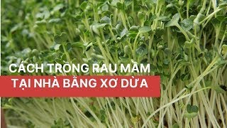 CÁCH TRỒNG RAU MẦM BẰNG SƠ DỪA TẠI NHÀ