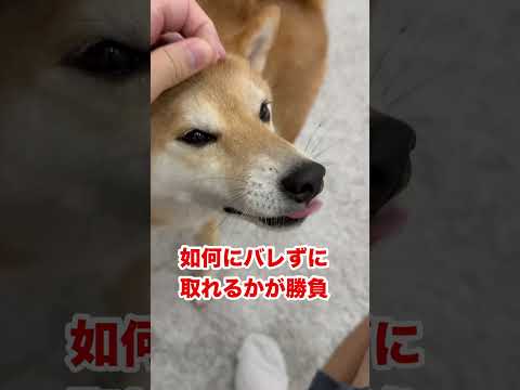 あるあるですか?うちだけ? 嫌がられないよう、しれっと取ります。 #犬 #犬のいる生活 #柴犬