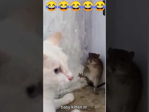 cat videos 🐈🐈‍⬛🐕🤔#shorts​ #funny #mushuklar #kucing
