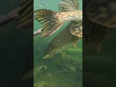What just happened 😱 ?! #pike #fishing #underwaterworld