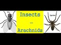 Insect and Arachnid Identification