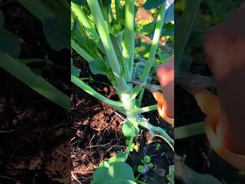 ได้เวลาเก็บบร็คอโคลี่พันธ์ุก้านยาวของญี่ปุ่นเบบี้บร็อคโคลี่บ Koy Garden ได้เวลาเก็บบร็คอโคลี่พันธ์ุก้านยาวของญี่ปุ่นเบบี้บร็อคโคลี่บ