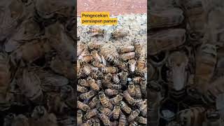 Pengecekan masukan madu untuk persiapan panen