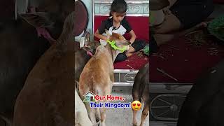 cute girl playing with Nadipathy cow #shorts #short #viral #uae #abudabi #qatar #oman #reels