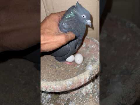 Jack Jode Ne Bhi Ande De Diye 🥰🥚 | #pigeonvlogs #kabutar #minivlog #petsvlogs
