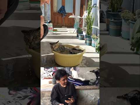 cara memandikan kucing yang benar. ko kucing ku ga bisa #cat #catlover #kucingmandi