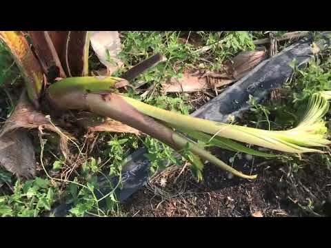 Repair broken coconut tree - fix and cure coco tree success