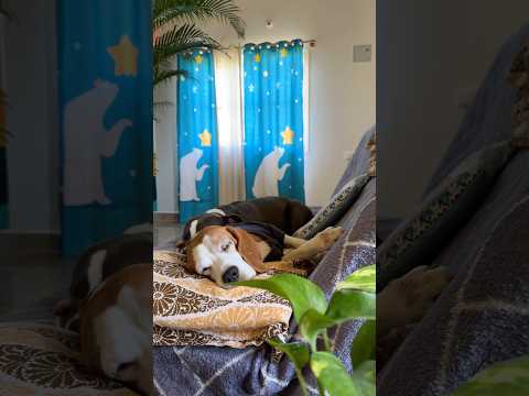 ഉറക്കം ആണ് Full Time #youtubeshorts #minivlog #boandarro #home #doglife #americanbully #beagle