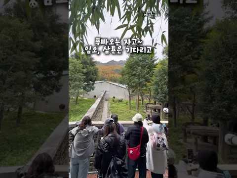 푸바오는 잠자고~ 임오 삼툔은 한없이 기다리고~