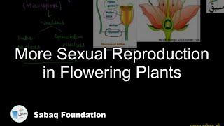 More Sexual Reproduction in Flowering Plants