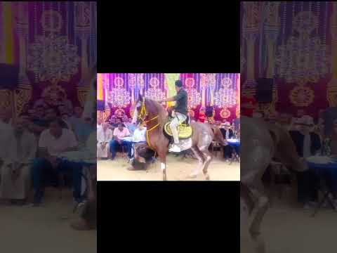 دهشه ابو سند المتعه اقوى دراع في مصر 🇪🇬