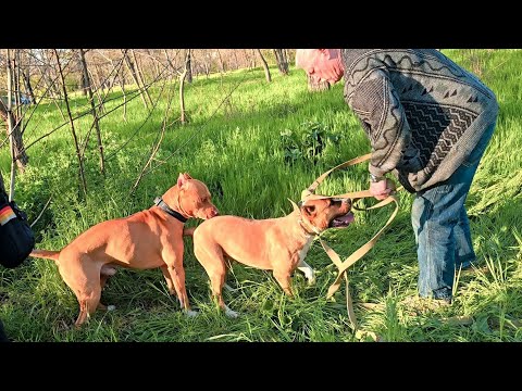 🎯📣Very Evil Bride. Pitbulls Odessa 2025