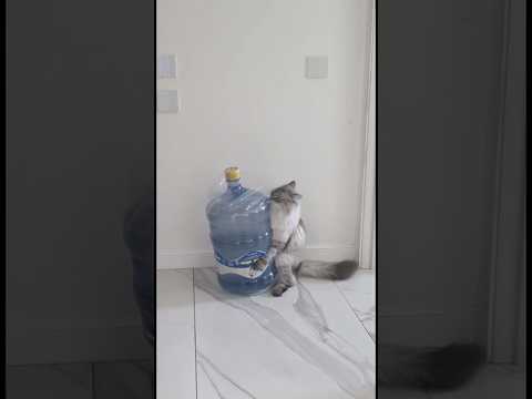 Годы дрессировки и кот выполняет просьбу хозяйки. Неожиданно! 😁 #cat #Shorts #animals #неожиданно