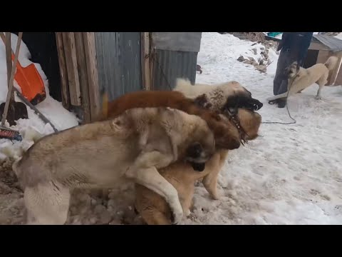 ZALIM YERİNDE DURMAYINCA OLANLAR OLDU