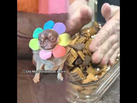I wish I could sleep 😞 #dogcomedy #fyp#cutedog#pov #foryoupage #asmr#funny#dog 😜