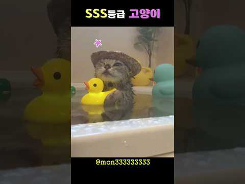 목욕이 취미인 초레어 고양이ㄷㄷ