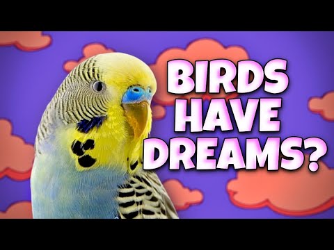 What is your Pet Bird Dreaming About?