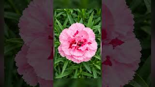 Cravo - Dianthus caryophyllus - Flora Monte Claro