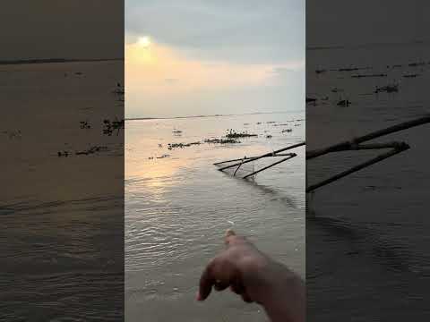 Amazing River Fishing Technique 288 #fishing #fish