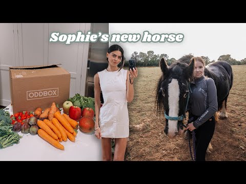 FAMILY VLOG: meal prepping for the week + meeting Sophie's new horse 🍂 fall vlog 2024