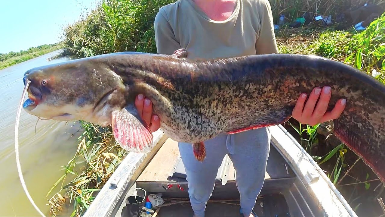 Рыбалка на сома и сазана. Первый выезд к морю летом. Закидушки на сазана. Сом на донку и червя