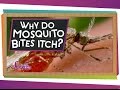 Understanding Mosquito Bites