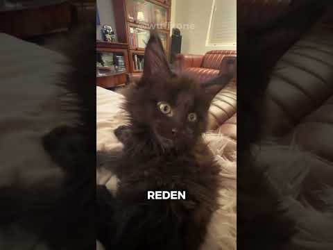 5 Nachteile vom Maine Coon. #mainecoon #katzen