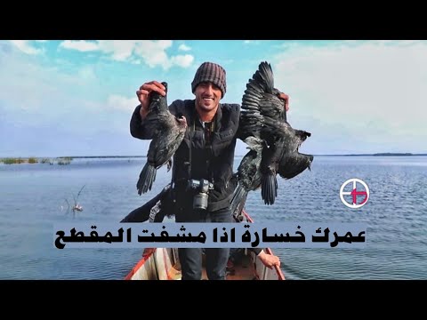 اغرب طيور الهور في العمارة طائر الهليجي/محمد الدرويش
