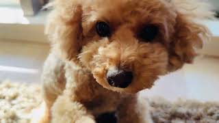 【ぼんちゃんねる】肉球マッサージ後、ママに甘えるぼんちゃん