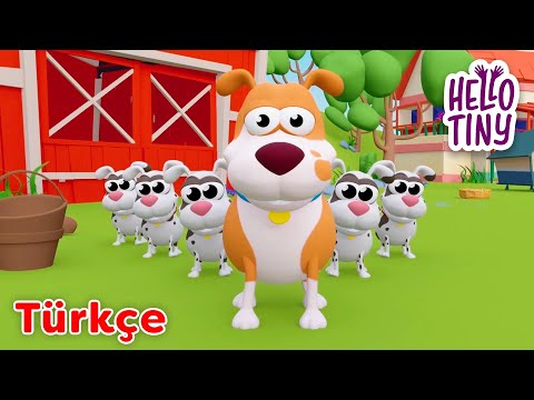 Beş Küçük Köpek 🐶 | Bebekler için şarkılar | Hello Tiny Türkçe