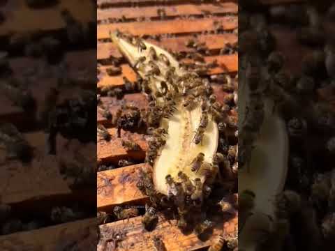 "Why Do They Feed Bees with Bananas? ๐๐๐๐ #beekeeping #animalworld #shorts"
