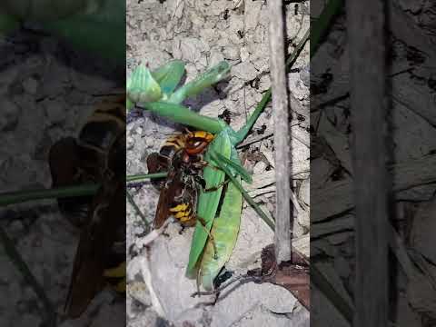 (자막 있음) 말벌의 왕사마귀 사냥 オオカマキリを狩るモンスズメバチ European Hornet preys on a Praying Mantis