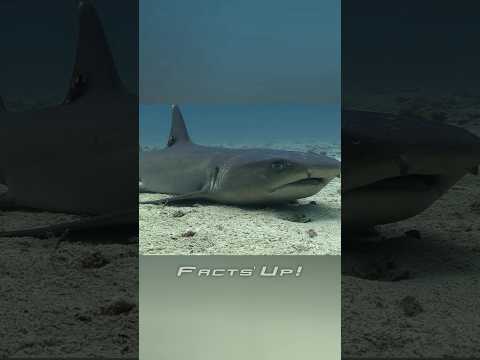 How Sharks Breathe Without Swimming😨