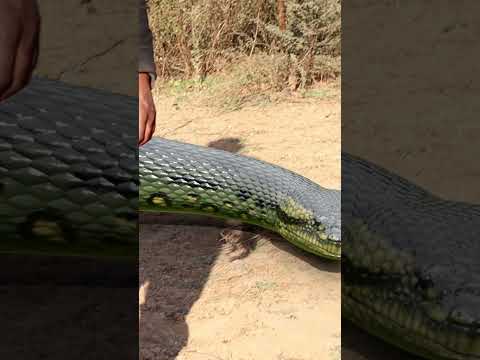 Anaconda Snake in Jungle - PART 6 ๐ #snake #shorts #python #snakes #nagin #anaconda #bigsnake