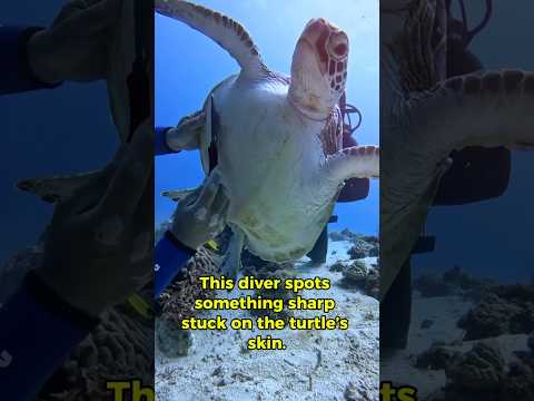 Rescuing a Turtle in Pain | You Wonโt Believe How It Ends ๐ #turtle #rescue