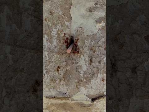 طباشير سحري جوه الشحره