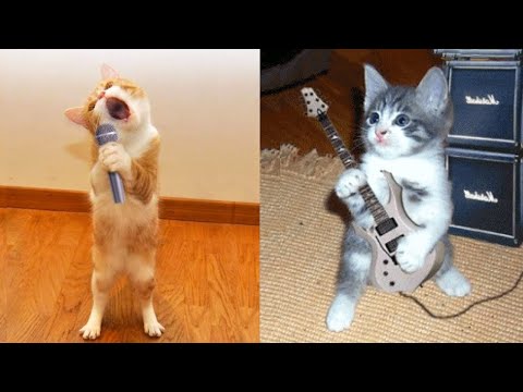 Funniest Animals - Best Of The 2021 Funny Animal Videos #86