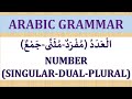 Exploring Singular, Dual, and Plural Nouns in Arabic