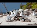 Seabird Conservation and Habitat Challenges