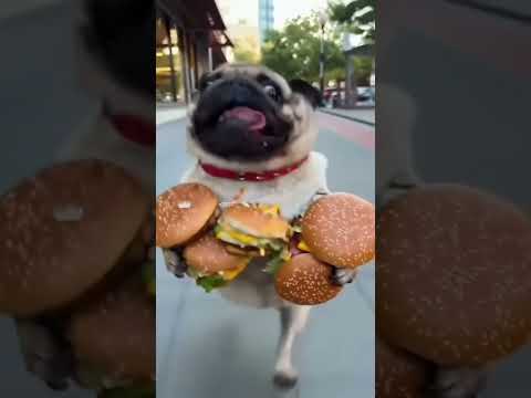 Pug: You're not catching me! I'm getting a hamburger tonight!#ai #puggy