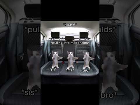 Cat memes family trip 🕶️😼 #catmemes #kittenshorts #cutepets #catlover #shockers #dankmemes #memes