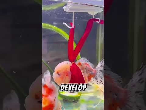 The cuteness of this goldfish ๐ฅฐ๐ซ ๐