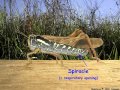 Respiratory Systems in Insects